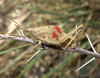 Sphenarium purpurascens Charpentier, 1845: female. (Otu).