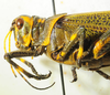 CollectionObject 1498714; ca8ae037-916d-4b87-b882-88581c1d70c7: female head and pronotum, lateral view. (CollectionObject).