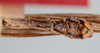 CollectionObject 1563150; 55f54994-04f2-45fc-9274-c3586ae2f128: copyright ANSP. male: end of abdomen, ventral view (holotype). (CollectionObject).