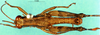 CollectionObject 1503820; a4c66e6b-e0bc-49b4-8b3e-120d09fa6fad: male, dorsal view (holotype). (CollectionObject).