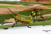 CollectionObject 1861886; fb5b9bc3-5a61-4eb2-a0d6-206f77bfcc06, Unioeste Cascavel K-0038F: Female, in vivo. Lateral view. (CollectionObject).