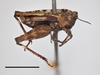 female (lateral view), syntype (scale bar 5 mm). Depicts CollectionObject 1477285; ee7bf9ad-e32f-4572-9b4e-8ad17a748630, MZLU178126, a CollectionObject.