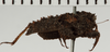 CollectionObject 1529973; NHRS 12934, 4cfef4cd-5ef2-4f50-9da3-91d068fc9a4c: male, lateral view (holotype). (CollectionObject).