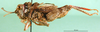 CollectionObject 1501890; 2f01f41e-460e-4a38-97e5-34793563d096: male, lateral view (paratype). (CollectionObject).