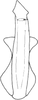 Aedeagus, ventral view on Dagama capensis (Walker, 1851): Aedeagus, ventral view. (Observation).