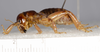 CollectionObject 1591136; 337f1e0b-1033-4db4-819c-43152a846b5b: male, lateral view (holotype). (CollectionObject).