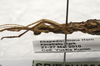 CollectionObject 1576286; SPM SP/EPH/02165, 0e14ca7e-9a78-492f-97e7-fcbff8501fd2: copyright SPM, Kinabalu. female: head & thorax, lateralal view (holotype). (CollectionObject).