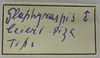 CollectionObject 1542979; b2cd88c6-3425-44f4-a5ec-5d8c3a0a6e9f: label (holotype). (CollectionObject).