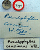 CollectionObject 1516961; 34b83528-fe29-46ae-85b1-0b440fc870ca: labels (holotype of Pseudophyllus concinnus). (CollectionObject).