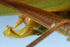 CollectionObject 1517503; d6d11d4c-4cb1-4895-aa74-2c9a4d66118f: male cerci (holotype). (CollectionObject).
