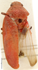 Habitus, dorsal view: !! display not done !! on Locris rubra (Fabricius, 1794): (Observation).