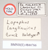 CollectionObject 1559546; NHMUK(SF IMPORT DUPLICATE) 844766, 7ba18df6-5bf1-402e-9090-f52d6be1091a: copyright Natural History Museum, London. male, data labels of Lopaphus langkawicus (holotype). (CollectionObject).