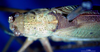 CollectionObject 1500690; 75fbbb75-1293-4d0b-bf6e-6d2ad137e6da, DORSA BTducadsHTM: male, head and pronotum, dorsal view (holotype of Ducetia adspersa). (CollectionObject).