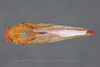 Habitus, dorsal view on Carthaeomorpha rufipes Melichar, 1902: (Observation).