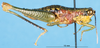 CollectionObject 1567229; 0814dfd5-2dc0-4462-8794-caf61dad1d93: female, lateral view (paratype). (CollectionObject).