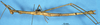 CollectionObject 1507038; 30bc2ab3-2a2b-4ea5-abf2-7a6b6a86abfa: female, lateral view (holotype). (CollectionObject).