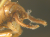 CollectionObject 1564888; a45e9ff3-bd9d-4654-a877-62d9c69fa87f: male abdominal apex, lateral view (paratype). (CollectionObject).