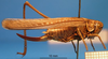 female, lateral view (type). Depicts CollectionObject 1538297; a35bd046-1846-4773-9e6e-20064f56ddd8, a CollectionObject.