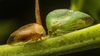 Live specimen: !! display not done !! on Atymna castaneae (Fitch, 1851): (Observation).