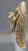 Habitus, lateral view on Arocephalus (Arocephalus) languidus (Flor, 1861): Lateral - color variation. (Observation).