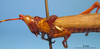 CollectionObject 1538313; ab5aa994-9514-442a-9b9a-fed1bcf69387: male, lateral view (holotype of Poecilocera ornata). (CollectionObject).