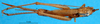 CollectionObject 1500880; 5773b734-c113-48a1-be47-dc6858b00cc0: female, dorsal view (syntype). (CollectionObject).