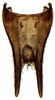 Pygofer, dorsal view: !! display not done !! on Attenuipyga (Dorycara) Emeljanov, 1966: Attenuipyga platyrhyncha, pygofer dorsally (INHS). (Observation).