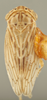 Habitus, dorsal view on Ceratagallia vastitatis (Oman, 1933): Dorsal. (Observation).