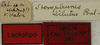 CollectionObject 1535215; 45eaec87-93ba-4485-b7a6-273158eeb70b: labels (lectotype). (CollectionObject).