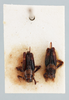CollectionObject 2046285; 985dd4de-85f7-46f6-ae3c-7100b5e63c6f, NHMUK015982090: Mirhipipteryx pulicaria (Saussure, 1896). Dorsal (Male, Female). (CollectionObject).