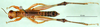 CollectionObject 1581783; 0ef340c0-12db-447c-aa59-946a90236527: male, dorsal view (paratype). (CollectionObject).