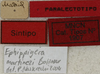 CollectionObject 1535003; 94121b2f-746c-4a2d-97cd-1da3662648e3: labels (syntype). (CollectionObject).