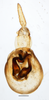 Pygofer, posterior view on Pentagramma vittatifrons (Uhler, 1876): (Observation).