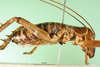 CollectionObject 1500214; 789e6af5-61c5-4cc3-8c29-7ca8850f7a30: male, lateral view (syntype of Hemideina ligata). (CollectionObject).