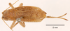 female, dorsal view (syntype of Hapithus quadratus). Depicts CollectionObject 1597725; cc7c3ba7-62c2-48ea-bd23-a5f313406ead, a CollectionObject.