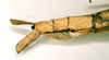 CollectionObject 1562325; e69c0da7-c03e-408e-84c2-593acfb93ae7: copyright NHRS, Stockholm. female: end of abdomen, lateral view (holotype). (CollectionObject).