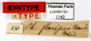 CollectionObject 1587223; MNHN(SF IMPORT DUPLICATE) MNHN-EP-EP1162, f4e36985-653e-4b4a-8873-b42e3013bc3d: CC BY-NC-ND 4.0/MNHN - Depraetere Marion - 2014. Syntype, female, of flavipes Blanchard, 1837. Specimen number: MNHN-EP-EP1162. http://coldb.mnhn.fr/catalognumber/mnhn/ep/ep1162. (CollectionObject).