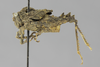 CollectionObject 1523459; 3c2439c5-fe28-4c4a-b907-51eceeb56f8c: female, lateral view (holotype of Haitianotettix monstruosus). (CollectionObject).