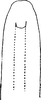 Aedeagus, ventral view: Aedeagus, ventral view. (Observation).