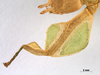 CollectionObject 1590522; d9bdf539-fc65-4ab1-ad14-c983162a69b2: copyright RMNH. female, left foreleg (holotype). (CollectionObject).