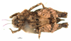 CollectionObject 1567183; 28fc2c3c-f7a5-4c31-bbbb-f8db65caa683: female, dorsal view (holotype). (CollectionObject).