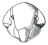 Head: Athysanella magdalena, face. (Observation).