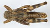 CollectionObject 1527190; 9889c07c-8f5b-41ab-8b0c-3cb02c94c58e: male, dorsal view (holotype). (CollectionObject).