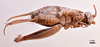 CollectionObject 1538196; d985bb37-c120-4a18-9ffd-623094f782fb: female, ventral view (holotype). (CollectionObject).