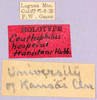 CollectionObject 1499254; 596635d8-9446-4a1d-9d0d-8698aa02d456: labels (holotype). (CollectionObject).