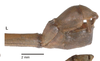 CollectionObject 1558819; a395ad3d-677d-444a-b3e1-a019eebb5e08, NMW 669': copyright NHMW, photo by Hennemann & Conle. male: end of abdomen, lateral view (holotype). (CollectionObject).