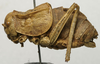 CollectionObject 1534970; 58983405-d5ab-4bb3-a671-ba866e7af8a7: male, lateral view (holotype). (CollectionObject).