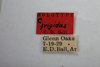 Other: !! display not done !! on Cyrtolobus frigidus Ball, 1932: (Observation).