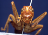 CollectionObject 1520544; ed9a2c1d-2218-4d72-8bd0-3324d88daa59: female, frontal view (syntype). (CollectionObject).