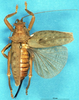 CollectionObject 1500340; 1bddc9bd-baaf-48f9-b714-5ad9d0eaca3e: female, dorsal view (lectotype). (CollectionObject).